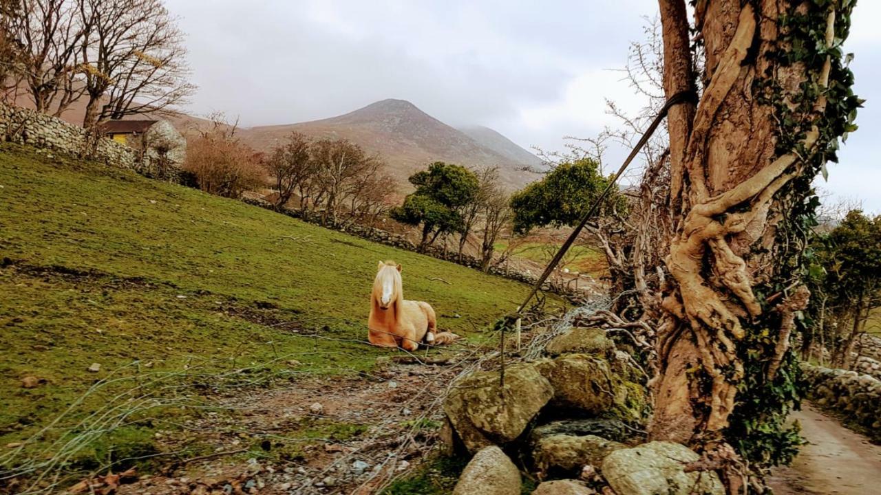 Stunning Views At Ballagh Cottage Newcastle Newcastle  Esterno foto